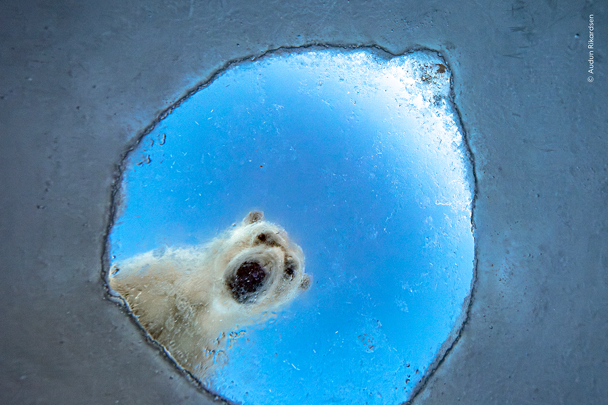 The world’s best wildlife photography competition is open for entries! This is YOUR chance to win a whopping £15,000!