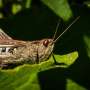 Locust neurons detect PFAS at environmentally relevant levels, pointing to portable sensors