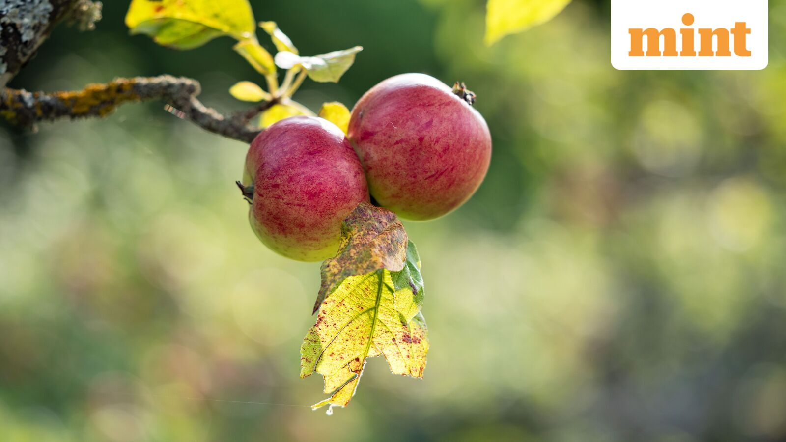 Israel-made nets offer apple growers a shield from hail hit