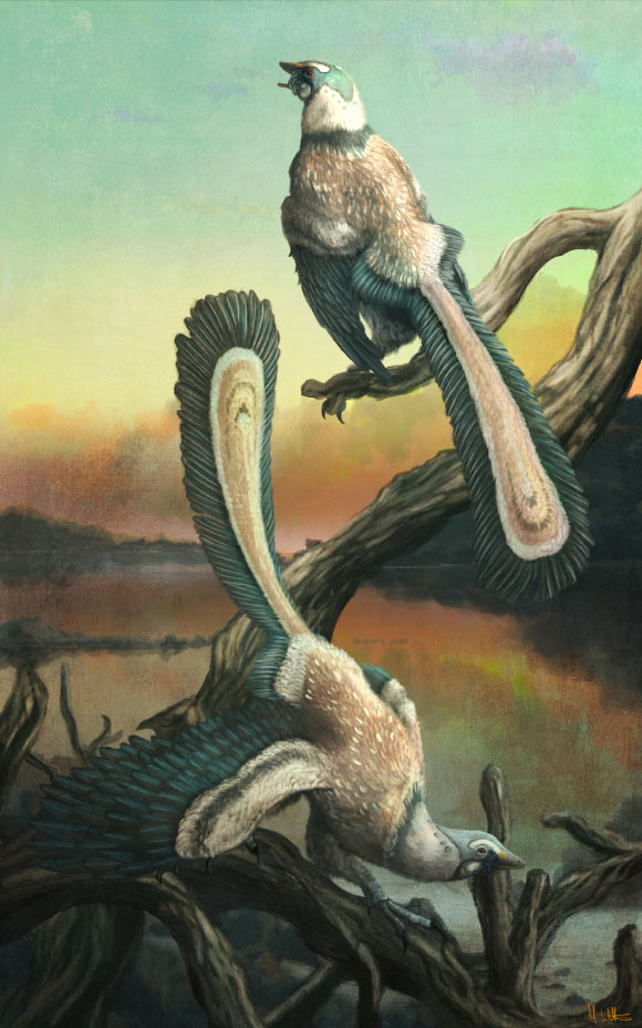 Archaeopteryx Took Off with Series of Hops, Not One Big Leap: Study