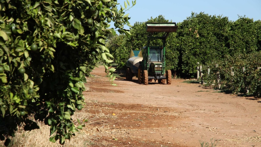 Labour hire company and four farms face more than $3 million in fines