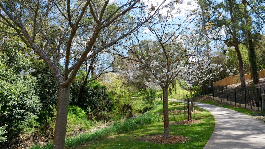 Race to save cherry blossom avenue dedicated to Vietnam vets