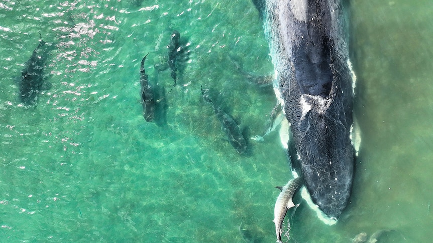 Pygmy blue whale beaches and dies off NT coast in historic first sighting