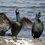 Birds are among Earth's most important nutrient movers