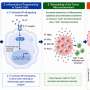 Immunotherapy found effective against a subtype of difficult-to-treat ovarian cancer