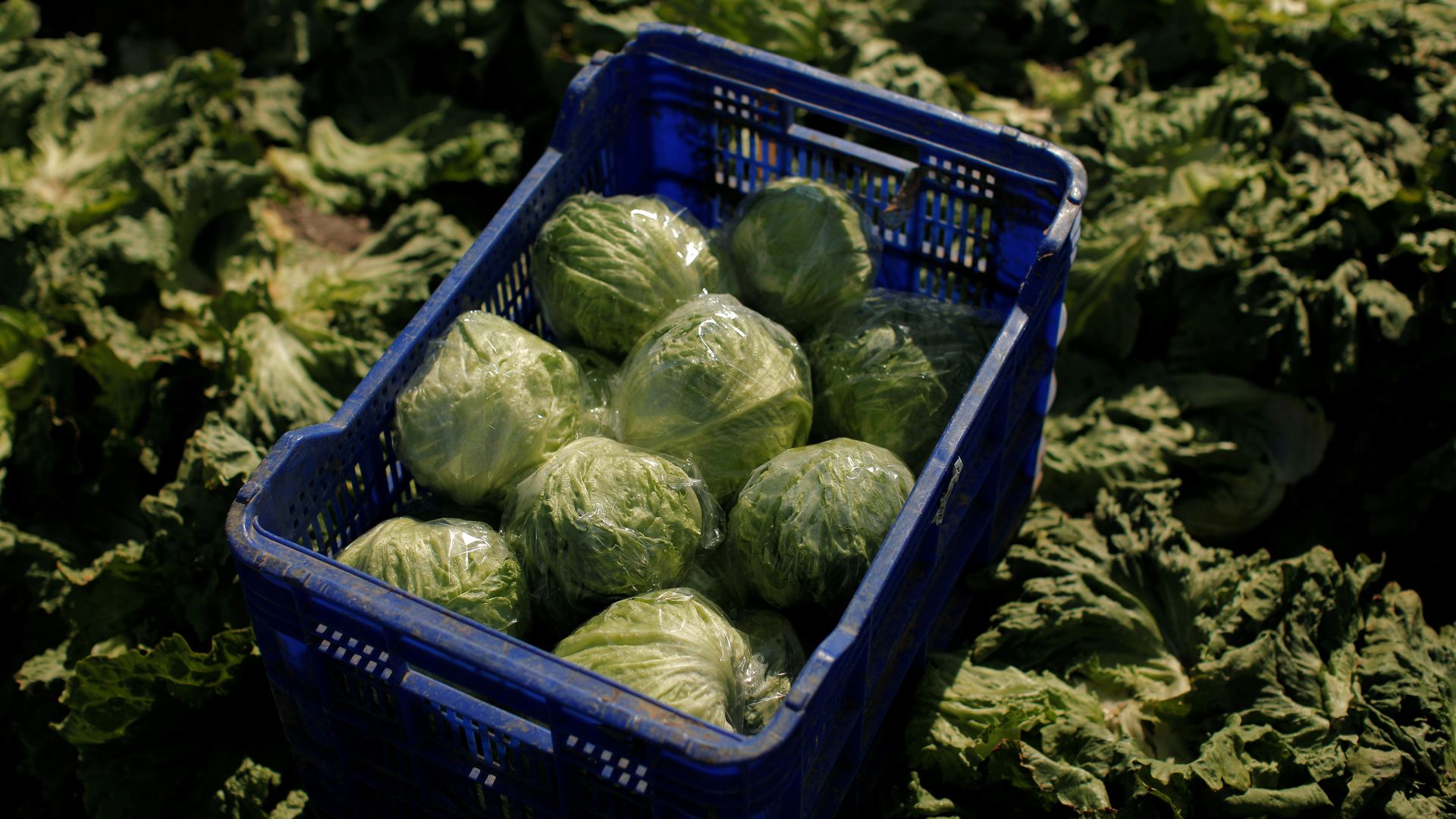 America's biggest food distributor cuts suppliers as 'explosive diarrhoea' cases rise