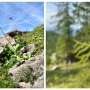 Butterflies on the move to higher ground as warming redraws Alpine habitats