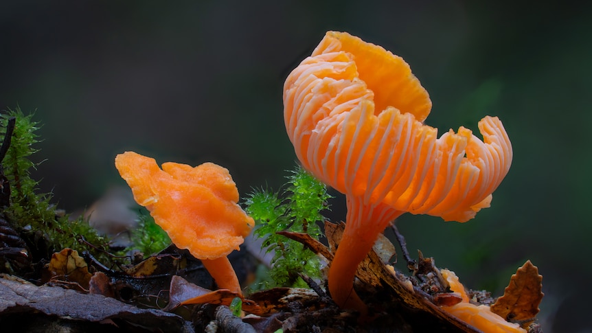 Fungi fans celebrate its recognition as nature's third living kingdom