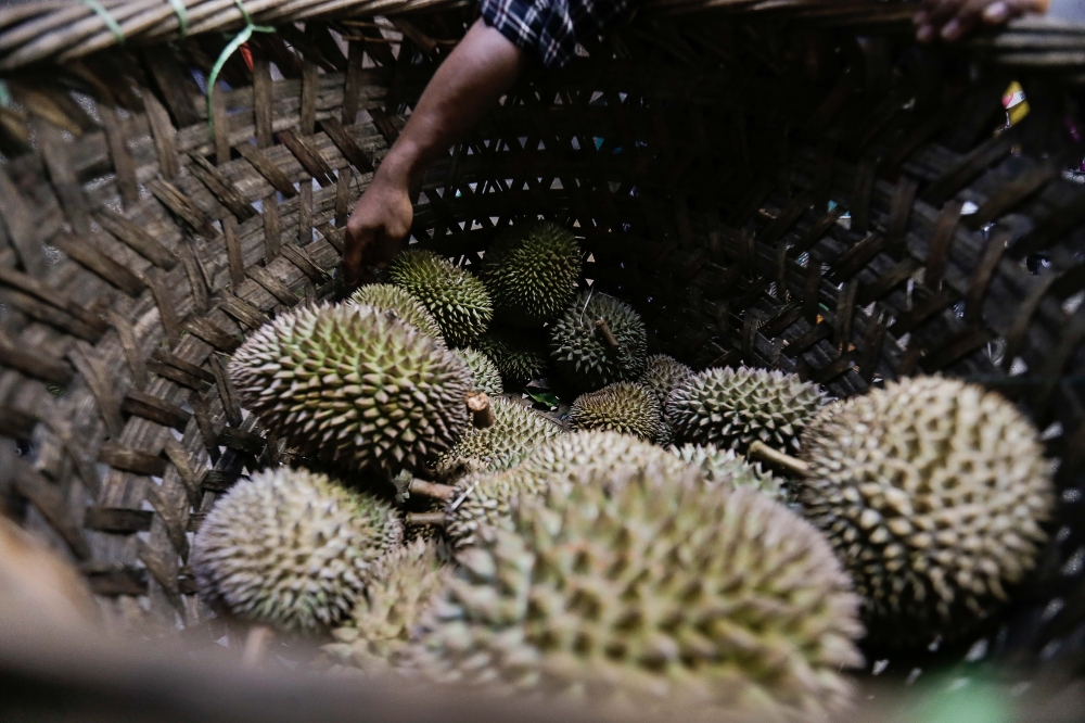 Malaysia looks to put durians on the fast track to China by road, rail in three to four days