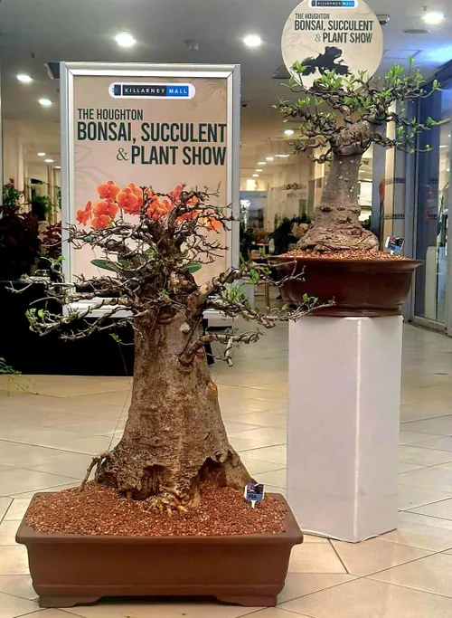 Bonsai care tips for South Africa’s hot, dry summer