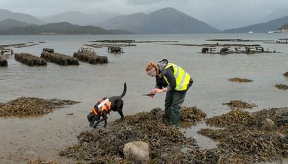 This Dog Learned to Sniff Out a Slimy Marine Invader Called 'Sea Vomit'—a Skill That Earned Her the Animal of the Year Award