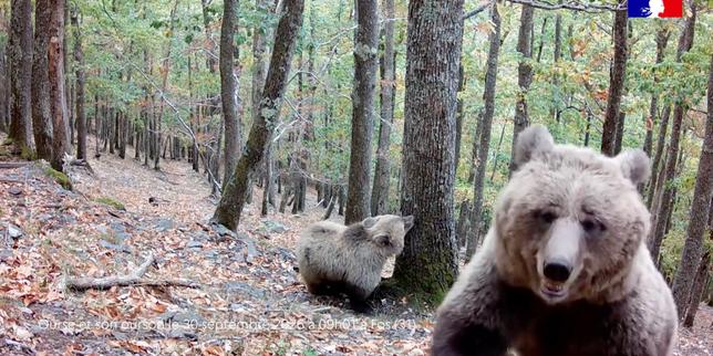 16 new bear cubs detected in French Pyrénées, but inbreeding problems persist