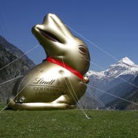 The decline of the golden rabbit