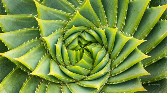 What Makes Life Beautiful?