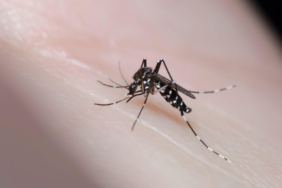 Parasite-infected mosquitoes released in Europe for first time