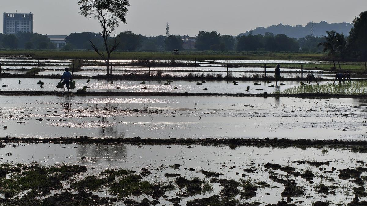 On paddy field conservation in Keralam