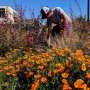 Researcher is trying to save biodiverse landscapes, one unkempt garden at a time