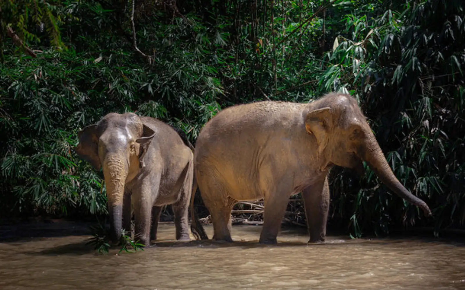 Could food banks keep Malaysia’s wild elephants out of trouble?