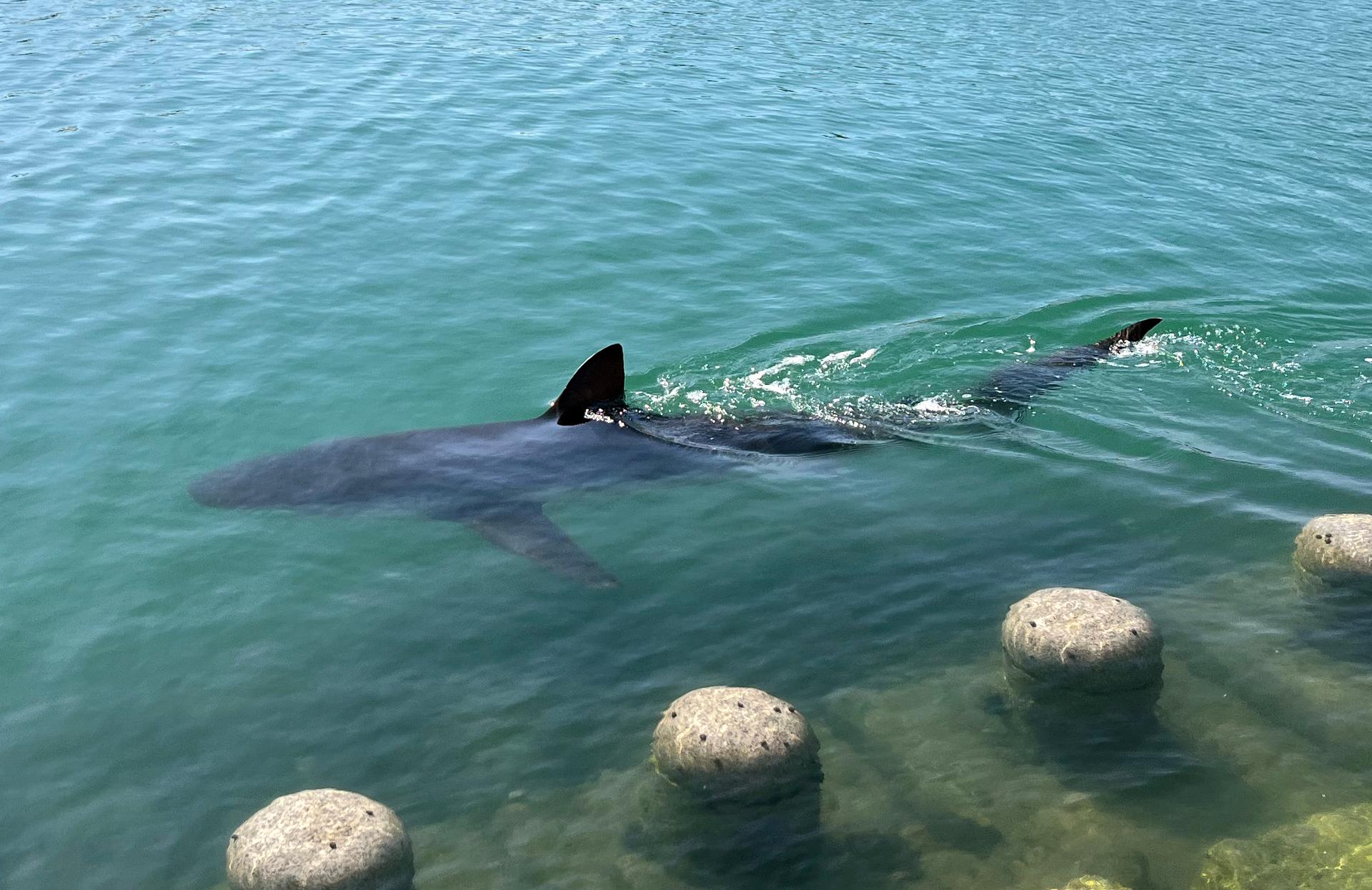 Busan to launch 3rd attempt to guide canal-trapped shark back to sea