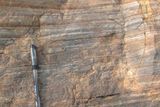 A 3.5-Billion-Year-Old Rock in India May Preserve Carbon Left Behind by Some of Earth’s Earliest Microbes