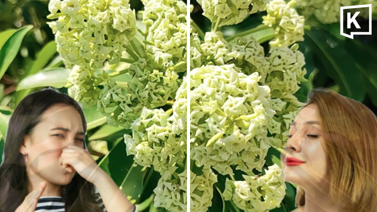 Why the smell of devil trees delights some but sickens others
