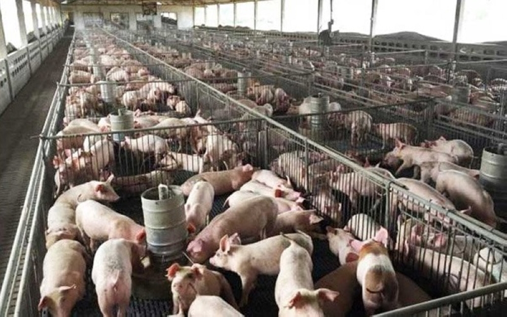 Closing pig farms could weaken food security, says LDP leader