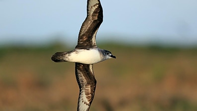 'List of doom' outlines birds facing extinction if deadly flu spreads
