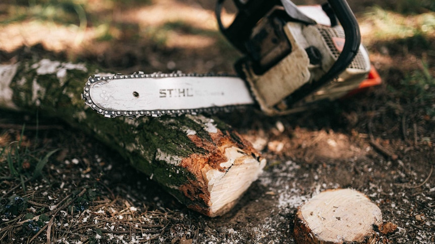 Calls for tree felling regulation after man crushed at Buddhist monastery