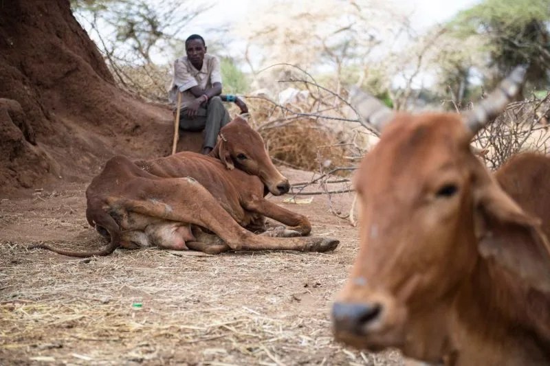 Livestock Bill proposes new fund, research agency to boost sector