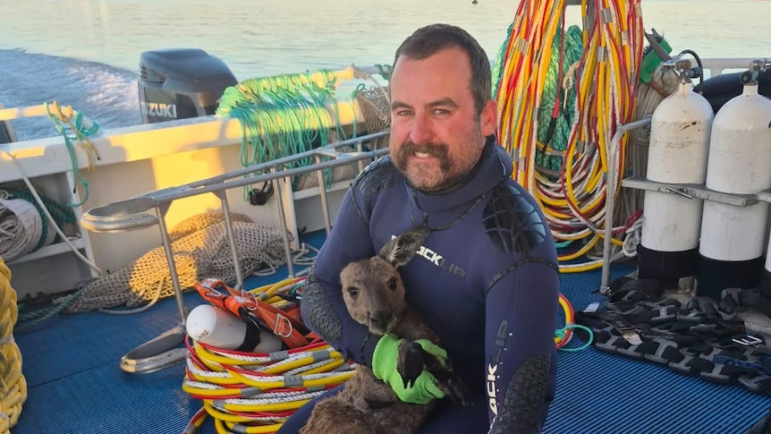 Fishers make unlikely catch after kangaroo spotted 3km from shore