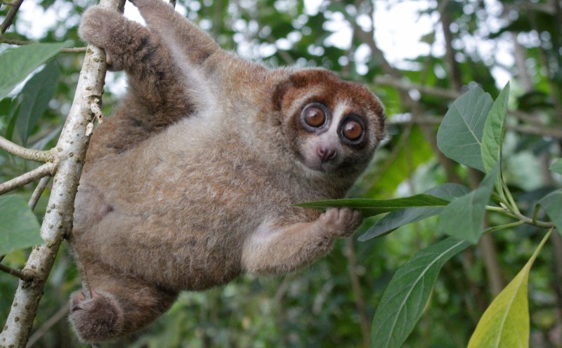 Feared extinct, Bangka slow loris primate rediscovered in Indonesia