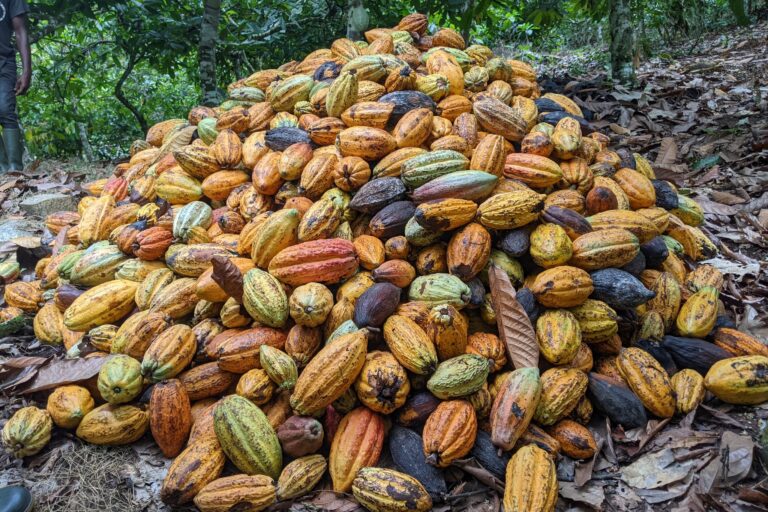 Heavy rains during critical period of cacao cultivation hit Ghana’s yields