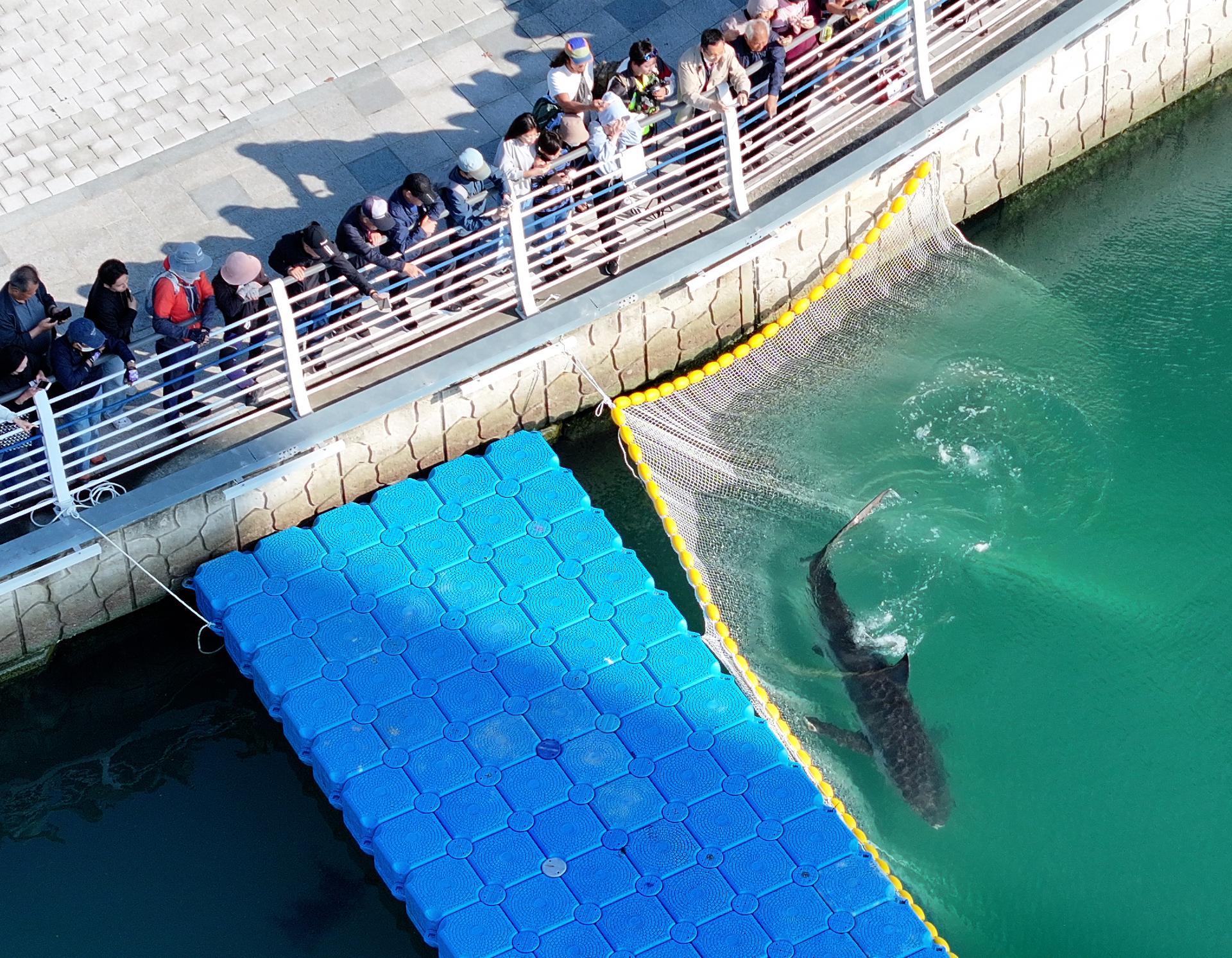 Busan authorities guide shark out of canal on third attempt