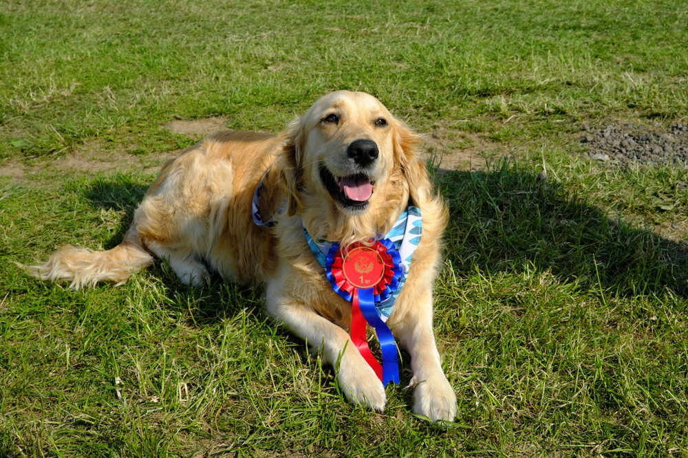 Charity Dog Show brings four-legged fun to Orihuela Costa