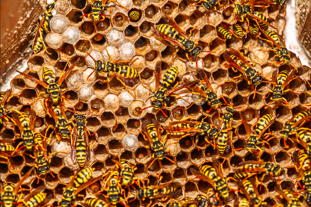 Man killed in wasp attack while working on forest track in northern Spain