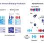 AI identifies tumor aging patterns to predict immunotherapy response across multiple cancer types