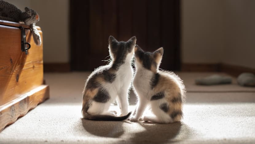 About 40 cat fosterers approved under new pilot scheme as rescuers weigh benefits, restrictions