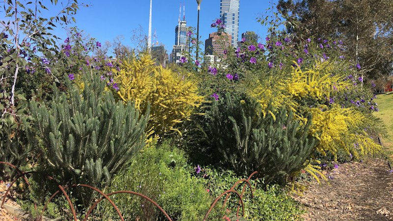 The small Bondi garden that won a big prize for recreating natural beachfront