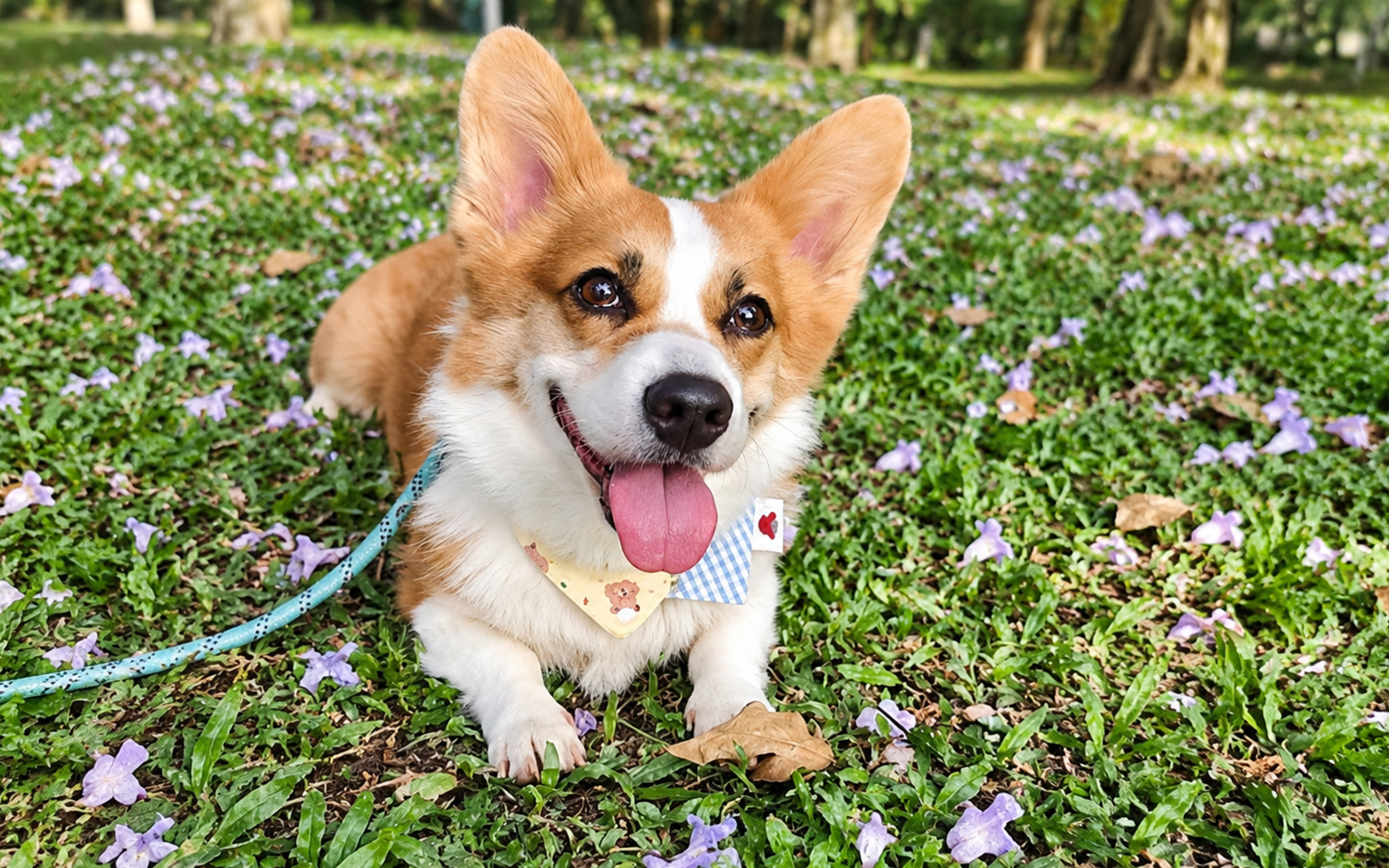 A second chance for Coco the sassy corgi