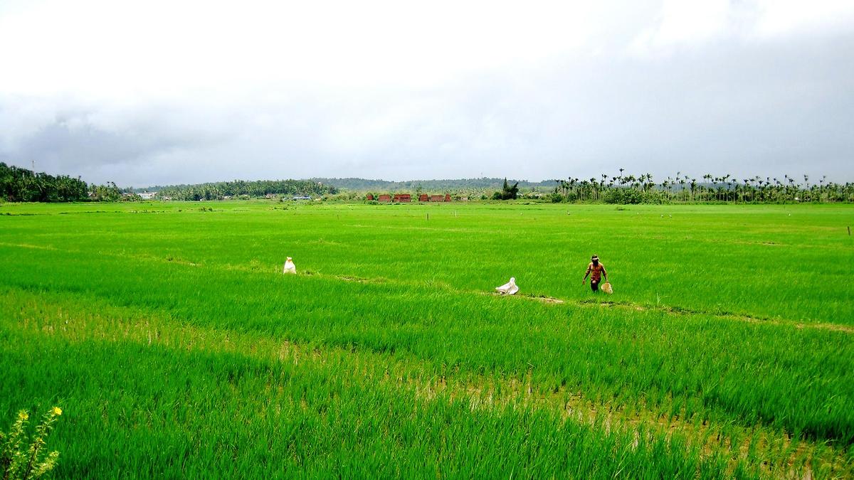 Greens oppose move to revive Cheekkalloor airstrip project in Wayanad