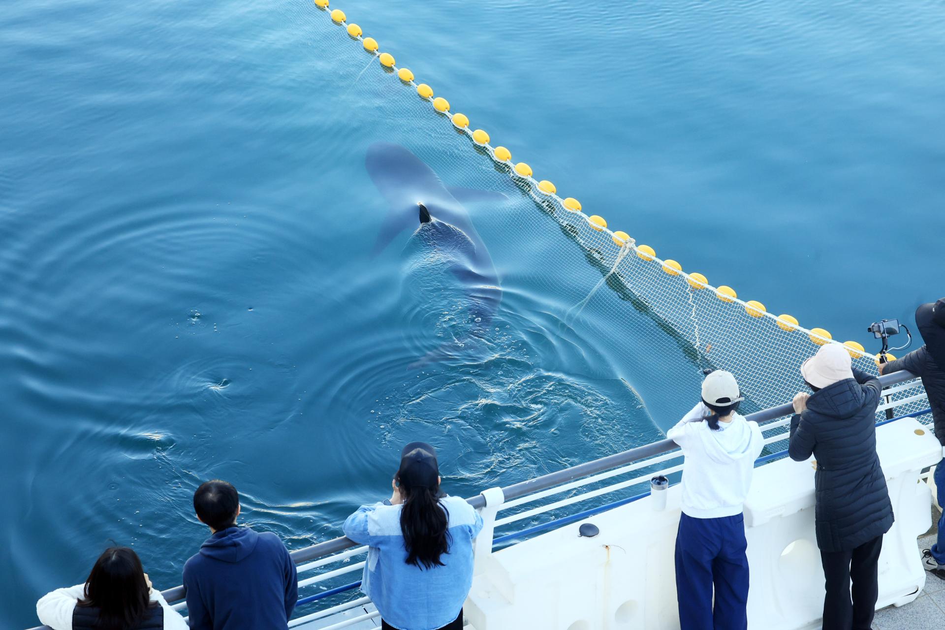 Busan shark returns to canal after brief exit