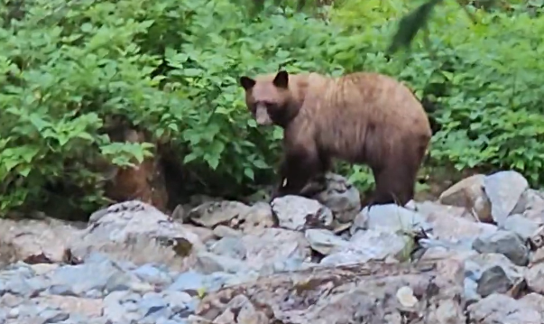 Rare grizzly bear sighting in Lions Bay prompts warning from search and rescue