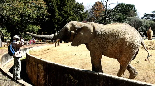 High Court dismisses bid to relocate three Joburg Zoo elephants