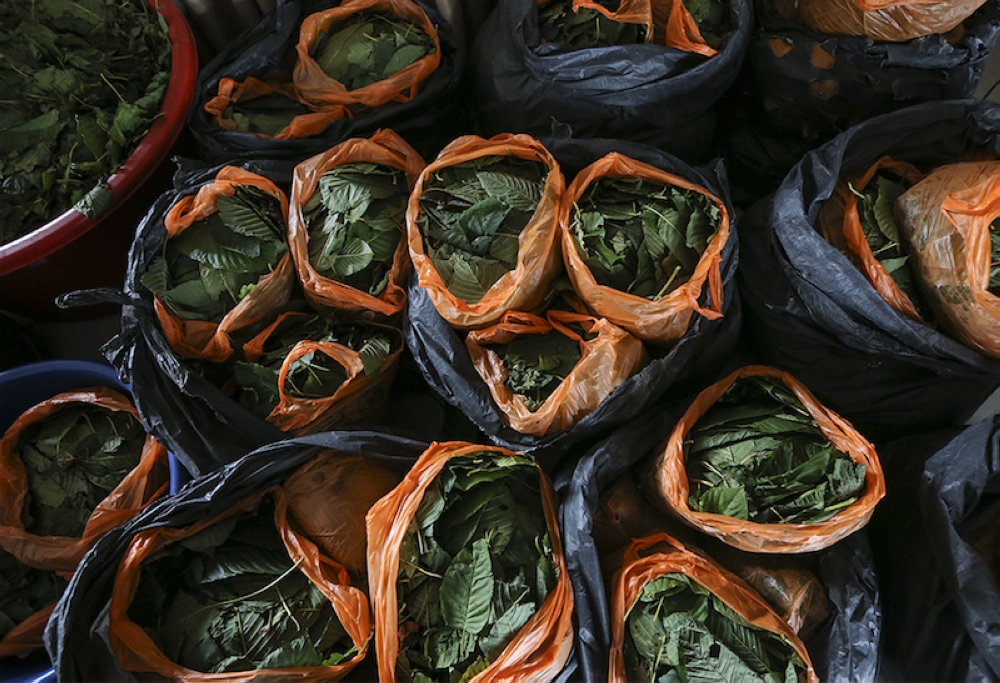Police raid in Kampung Bukit Rangin unveils ketum leaves stockpile, 187.5kg seized
