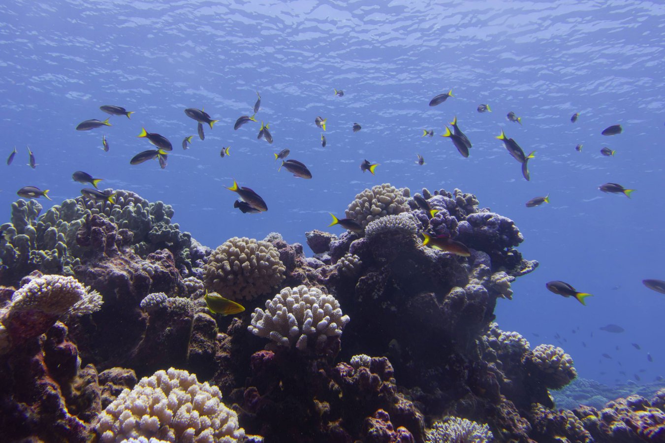 All tropical coral reefs could collapse within 50 years