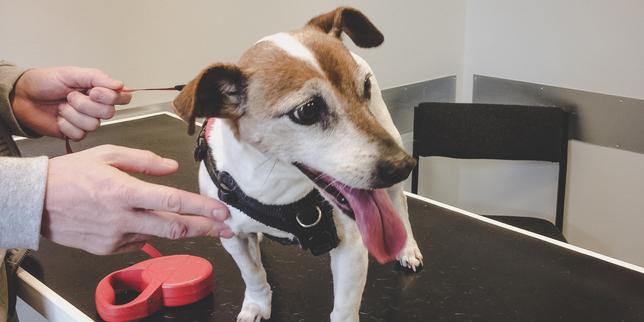 In the UK, how financiers took over veterinary practices