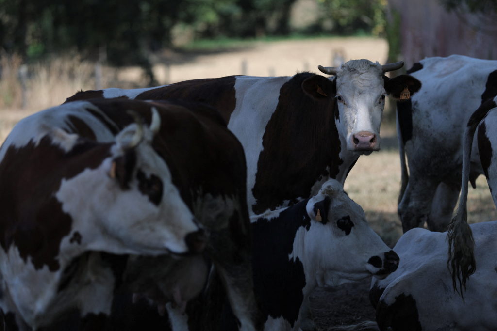 France reports first human case of livestock virus Shamonda in patient who later died