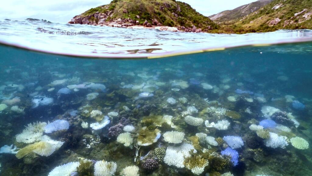 Nearly all coral reefs at risk of collapse by 2075, conservation body warns
