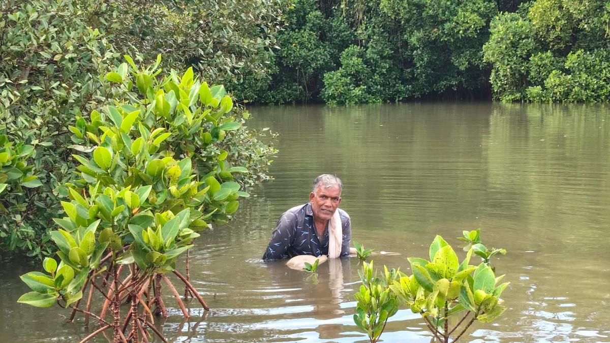 From one plant to 2,000: Saving Kannur’s rare mangrove