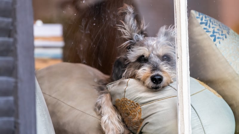 An Post reports increase in animal attacks on postal staff